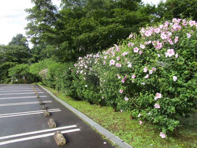 ムクゲ4品種咲きました」【公式】箱根・芦ノ湖 山のホテル