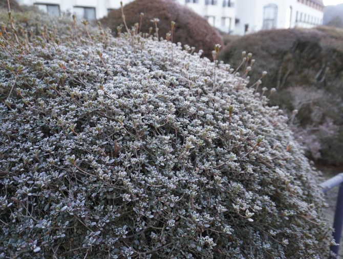 「霜の付いたつつじ」