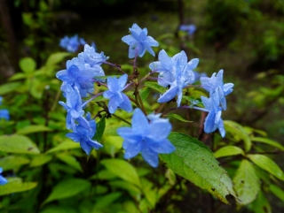 深山八重