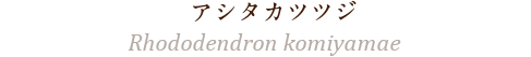 アシタカツツジ